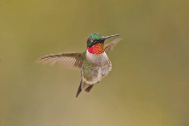 Uçan bir erkek, yakut boğazlı Hummingbird, Archilochus colubris