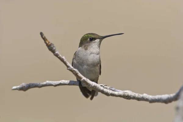 A Female Ruby-throated Hummingbird, Archilochus colubris, perched