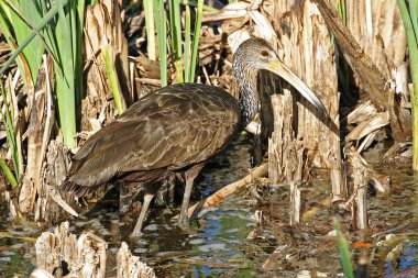 Limpkin, Aramus guarauna, bataklıkta avlanıyor.