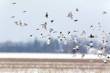 Kar Bunting 'i, Plectrophenax nivalis, sürüler halinde uçuyor.