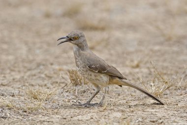 Eğri gagalı bir Thrasher, oxostoma curvirostre, çağırıyor
