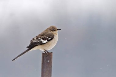 Bir Kuzeyli Alaycı Kuş, Mimus polyglottos, karla kaplı.