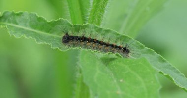 Buckeye Caterpillar, Junonia coenia, yakın görüş