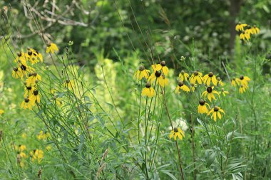 Bir grup Prairie Coneflower, Ratibida columnifera, çiçek açmış.