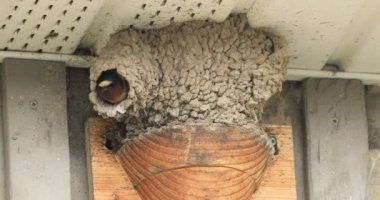 Cliff Swallow, Petrochelidon Pyrrrhonota, sahanın altında yuva yapıyor.