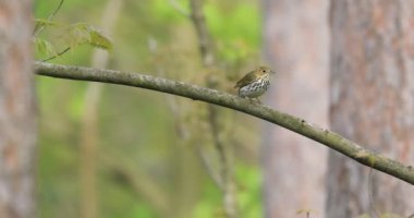 Ovenbird, Seiurus aurocapilla, 4K dalına yakından bakın.