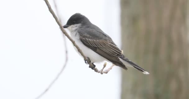 Jelenet Egy Keleti Kingbird Tyrannus Tyrannus Ültetett — Stock videók