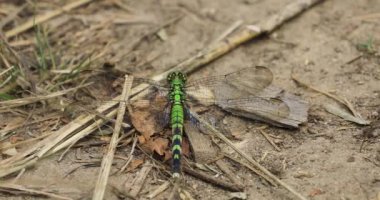 Dişi Doğu Pondhawk, Erythemis simplicicollis, 4K sahasında dinleniyor.