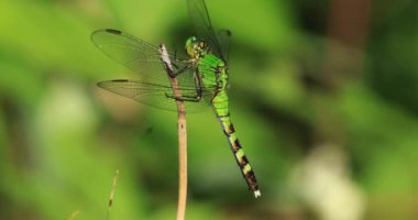 Dişi Doğu Pondhawk, Erythemis simplicicollis, tünemiş 4K