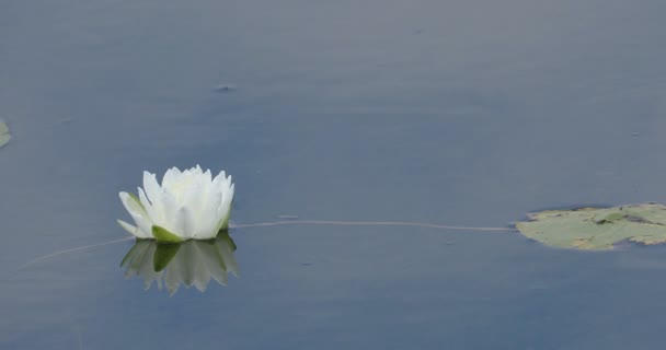 池の上にある香り高い睡蓮 ニンフェオドラタ — ストック動画