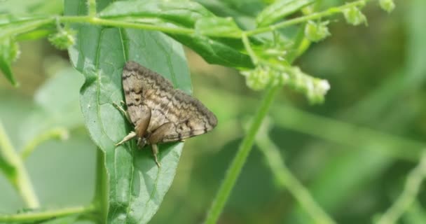 Male European Gypsy Moth Lymantria Dispar Destruktivní Invazivní Druh Severní — Stock video