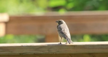 Genç Kahverengi Kafalı Kovboy Kuşu, Molothrus ater, 4K 'ya tünemiş.