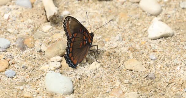 Πορφυρή Πεταλούδα Κόκκινα Στίγματα Limenitis Arthemis Ακουμπισμένη Στο Έδαφος — Αρχείο Βίντεο