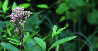 Tatlı Joe-Pye-weed, Eutrochium purpureum, çiçek 4K