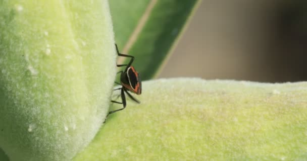 Grande Bug Milkweed Oncopeltus Fasciatus Movendo Vagens Milkweed — Vídeo de Stock