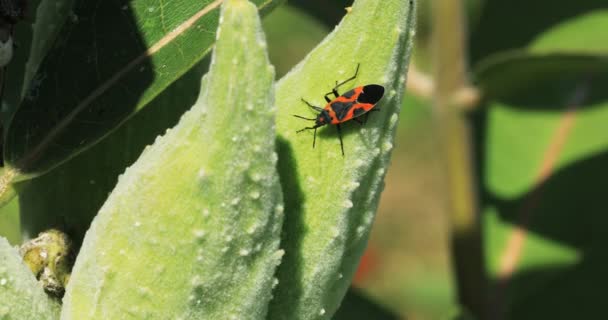 Grande Bug Milkweed Oncopeltus Fasciatus Rastejando Vagens Milkweed — Vídeo de Stock