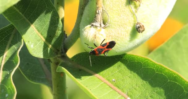 Große Milkweed Bug Oncopeltus Fasciatus Auf Milkweed Pods — Stockvideo