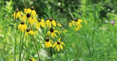 Prairie Coneflower grubu, Ratibida columnifera, çiçek 4K