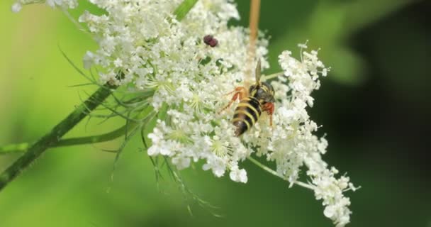 Northern Paper Wasp Polistes Fuscatus Bevæger Sig Blomst – Stock-video