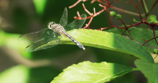 Macho Lilypad Clubtail Arigomphus Furcifer Descansando Sobre Una Hoja — Vídeo de stock