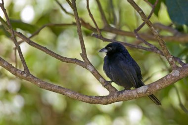 Beyaz çizgili bir erkek Tanager, Taşiphonus Rufus,