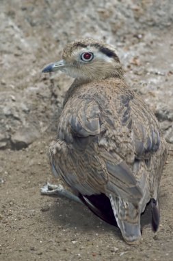 Bir Peru Kalın Dizi Dikey, Burhinus Süpersiliaris