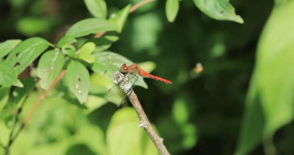 Libélula Macho Ruby Meadowhawk Sympetrum Rubicundulum Una Ramita — Vídeo de stock