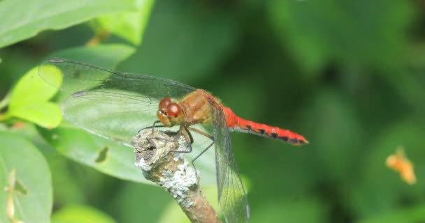 在一根4K的枝条上看到一只雄性红宝石猎鹰蜻蜓 红宝石蜻蜓 — 图库视频影像