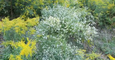 Uzun beyaz Aster, Symphyotrichum lanceolatum, güzel bir sonbahar gününde 4K