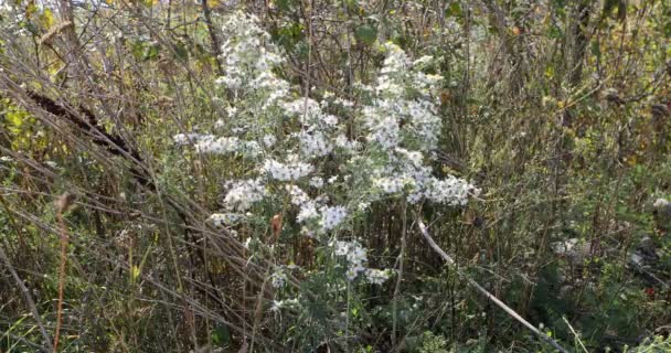 Vista Tall White Aster Symphyotrichum Lanceolatum Belo Dia Outono — Vídeo de Stock