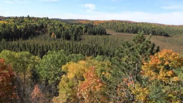 Восени Падають Дерева Озера Альгонкін — стокове відео