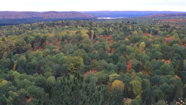 Δάσος Algonquin Παραβλέψουμε Φθινόπωρο — Αρχείο Βίντεο