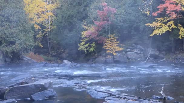 秋天加拿大阿尔贡昆河急流 — 图库视频影像