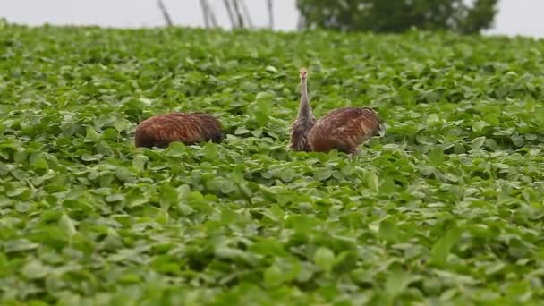 Sandhill Cranes with young bird feeding — Stock Video
