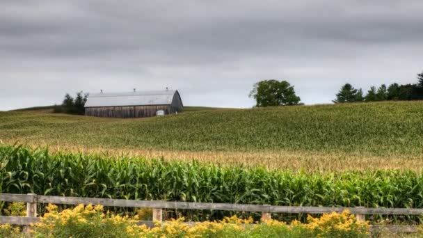 Veduta temporale di un fienile con un campo di grano in primo piano — Video Stock