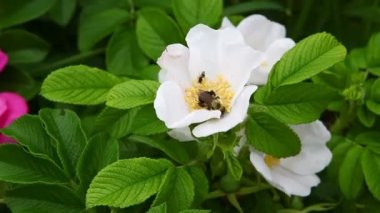 arı polen rugosa gül içinde toplar.