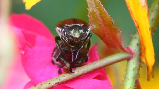 Um par de besouros japoneses numa rosa rugosa — Vídeo de Stock