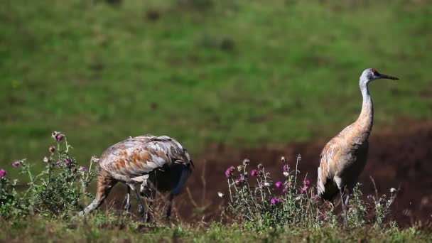 Familie psammophila kraanvogels voeden in een veld — Stockvideo