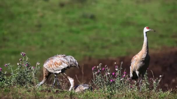 Una familia Grulla Sandhill alimentándose en un campo cubierto de flores — Vídeos de Stock