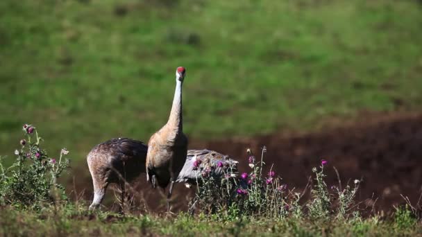 Famille Sandhill Crane se nourrissant dans un champ — Video