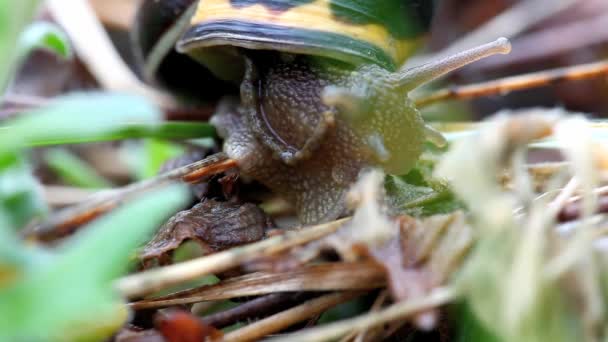 Un caracol en primer plano — Vídeos de Stock