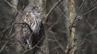 strix varia bir dinlenme çizgili baykuş