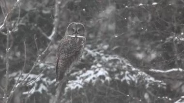 Büyük gri baykuş, kışın strix nebulosa