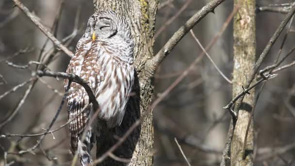En sömnig utesluten owl, strix varia — Stockvideo