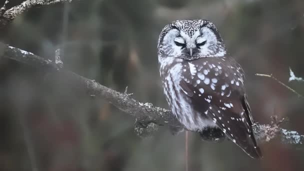 Seltene Ansicht von Boreal-Eule, aegolius funereus — Stockvideo