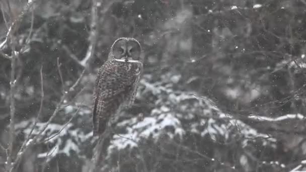 Eine große graue Eule, strix nebulosa im Winter — Stockvideo