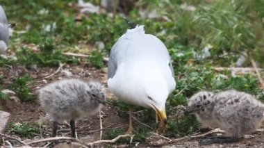 ring-billed martı civciv ile yetişkin çifti