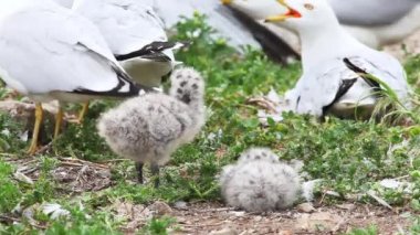Yetişkin iki ring-billed martı kızlarla