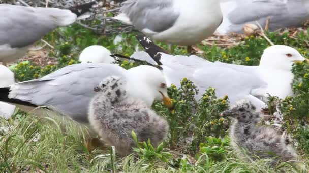 Two young Ring-billed Gull with adults — Stock Video