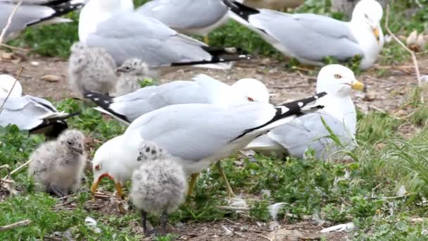 Two Ring-billed Gull young with parent — Stock Video